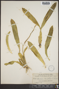 Brassia caudata image