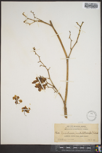 Image of Oncidium undulatum