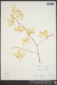 Image of Phalaenopsis schilleriana