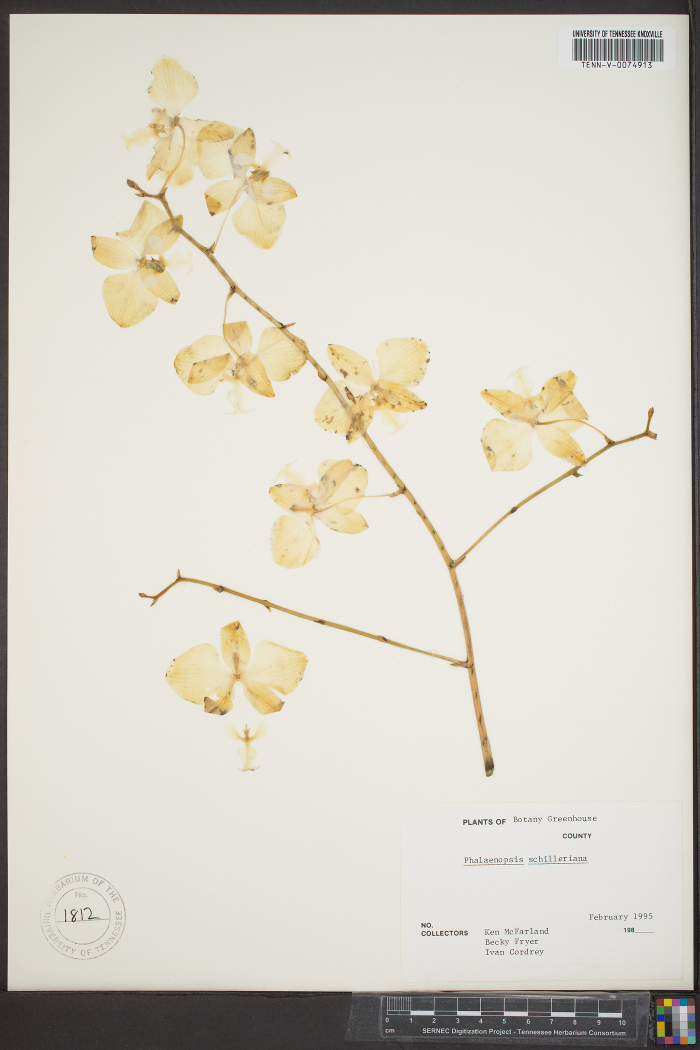 Phalaenopsis schilleriana image