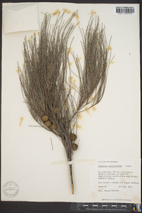 Casuarina equisetifolia image