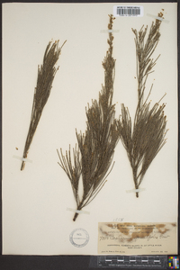 Casuarina equisetifolia image