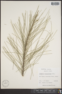 Casuarina equisetifolia image