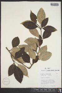 Populus balsamifera image