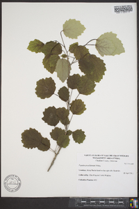 Populus grandidentata image