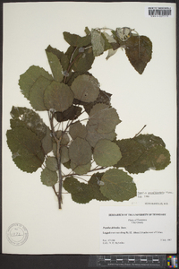 Populus grandidentata image