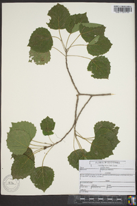 Populus grandidentata image