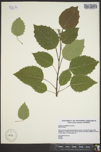 Populus grandidentata image