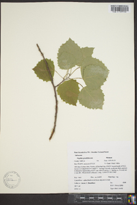 Populus grandidentata image