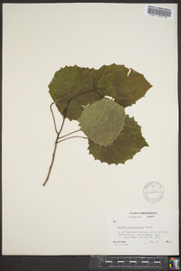 Populus grandidentata image