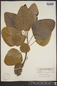 Populus heterophylla image