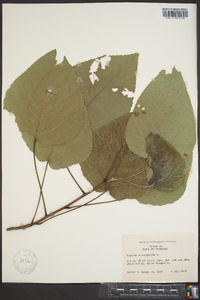 Populus heterophylla image