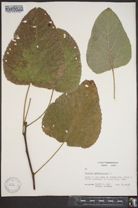 Populus heterophylla image