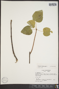 Populus heterophylla image