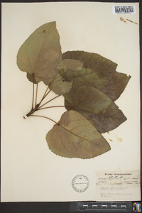 Populus heterophylla image