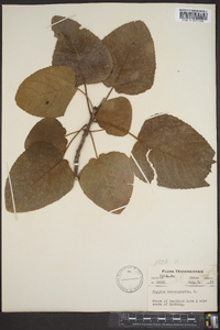 Populus heterophylla image