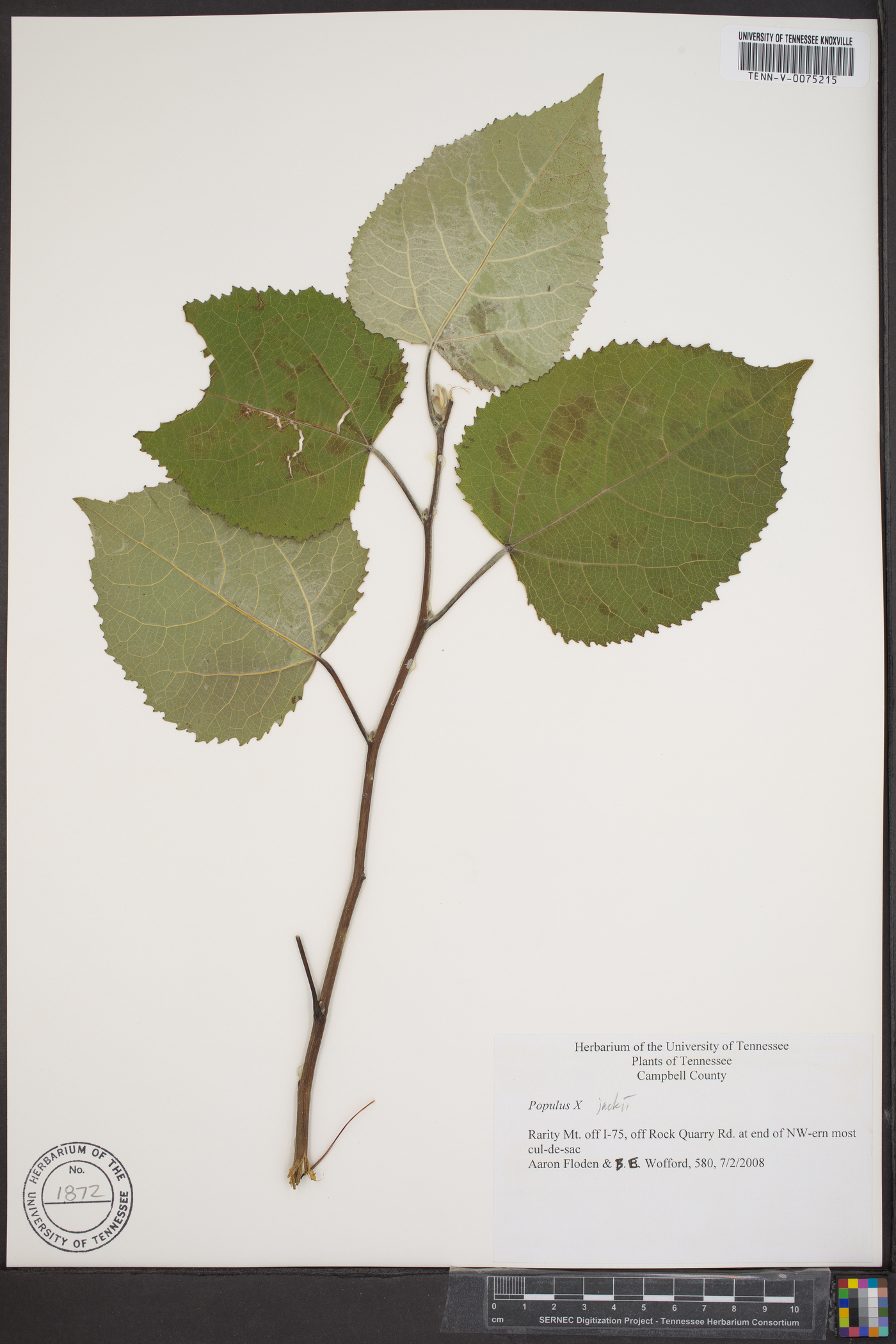 Populus × jackii image