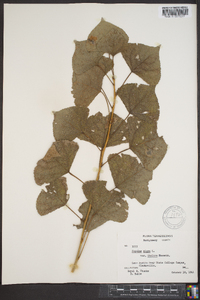 Populus nigra image