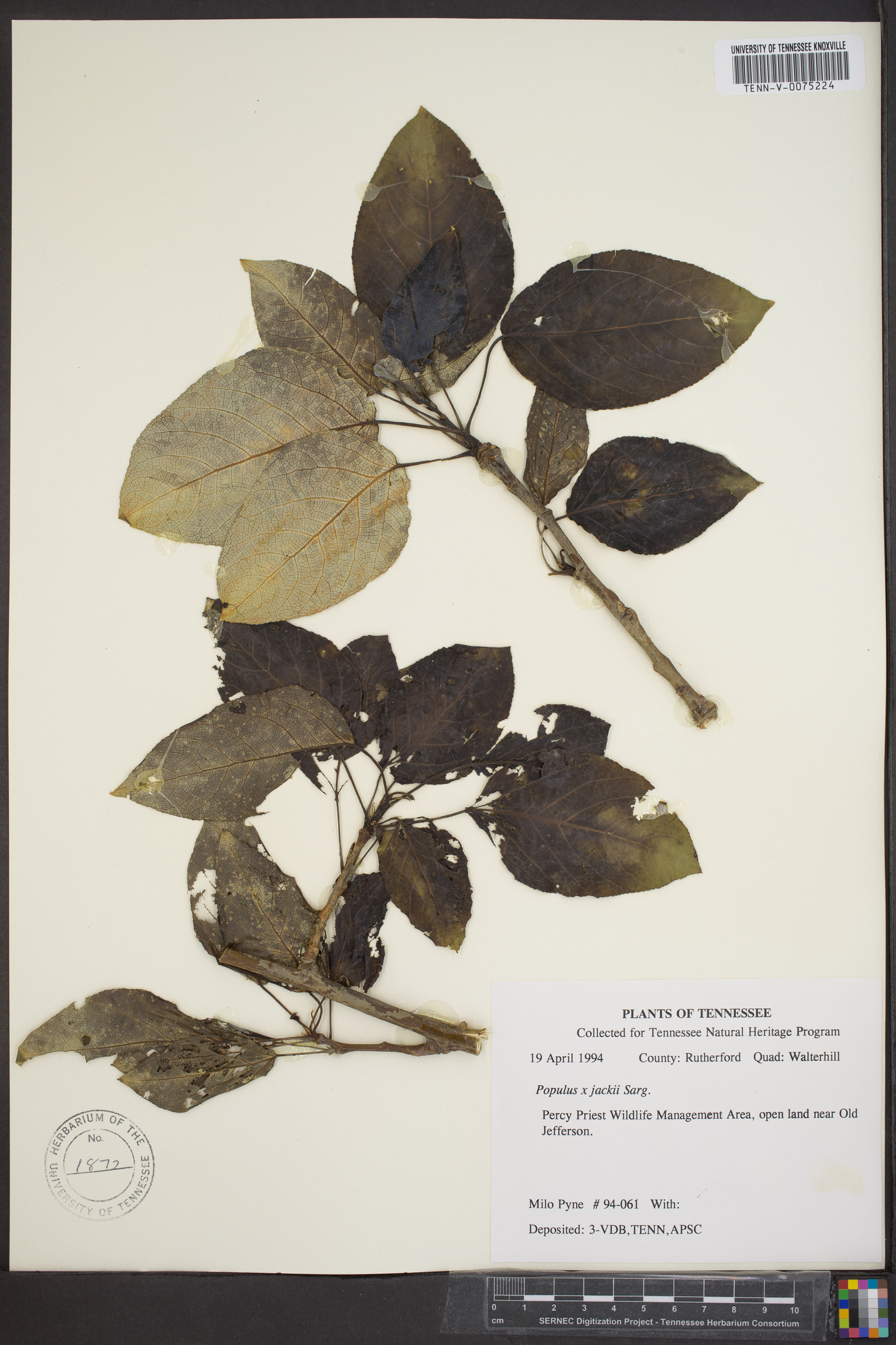 Populus × jackii image