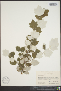 Populus alba image