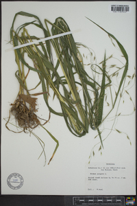 Bromus kalmii image