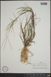 Digitaria ischaemum image