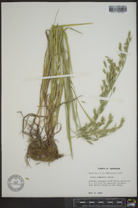 Bromus commutatus image