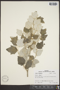 Populus alba image