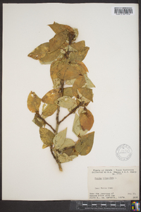 Populus balsamifera image