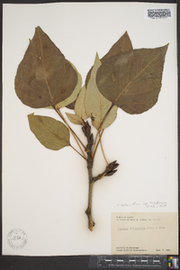 Populus trichocarpa image