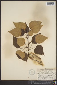 Populus balsamifera image