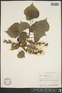 Populus deltoides subsp. monilifera image