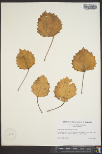 Populus grandidentata image