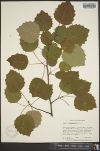 Populus grandidentata image