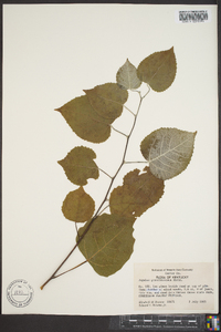 Populus grandidentata image