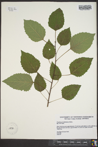 Populus grandidentata image