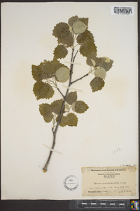 Populus grandidentata image