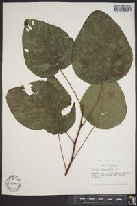 Populus heterophylla image