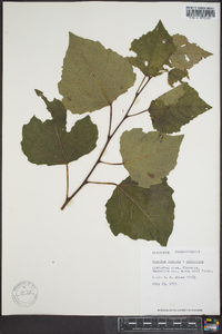 Populus tremula image