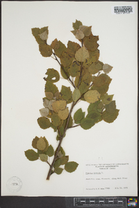 Populus tremula image