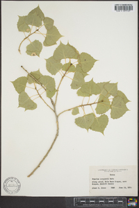 Populus deltoides subsp. monilifera image