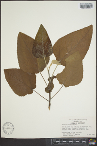 Populus heterophylla image