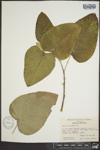 Populus heterophylla image