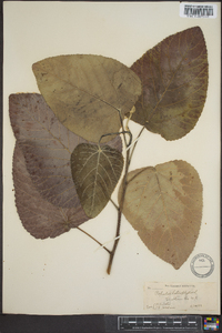 Populus heterophylla image