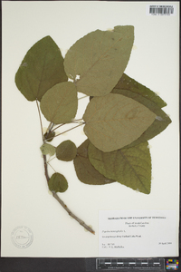 Populus heterophylla image