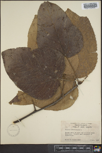 Populus heterophylla image