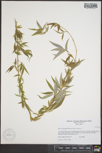Salix x sepulcralis image