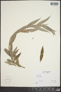 Salix alba image