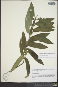 Salix caroliniana image