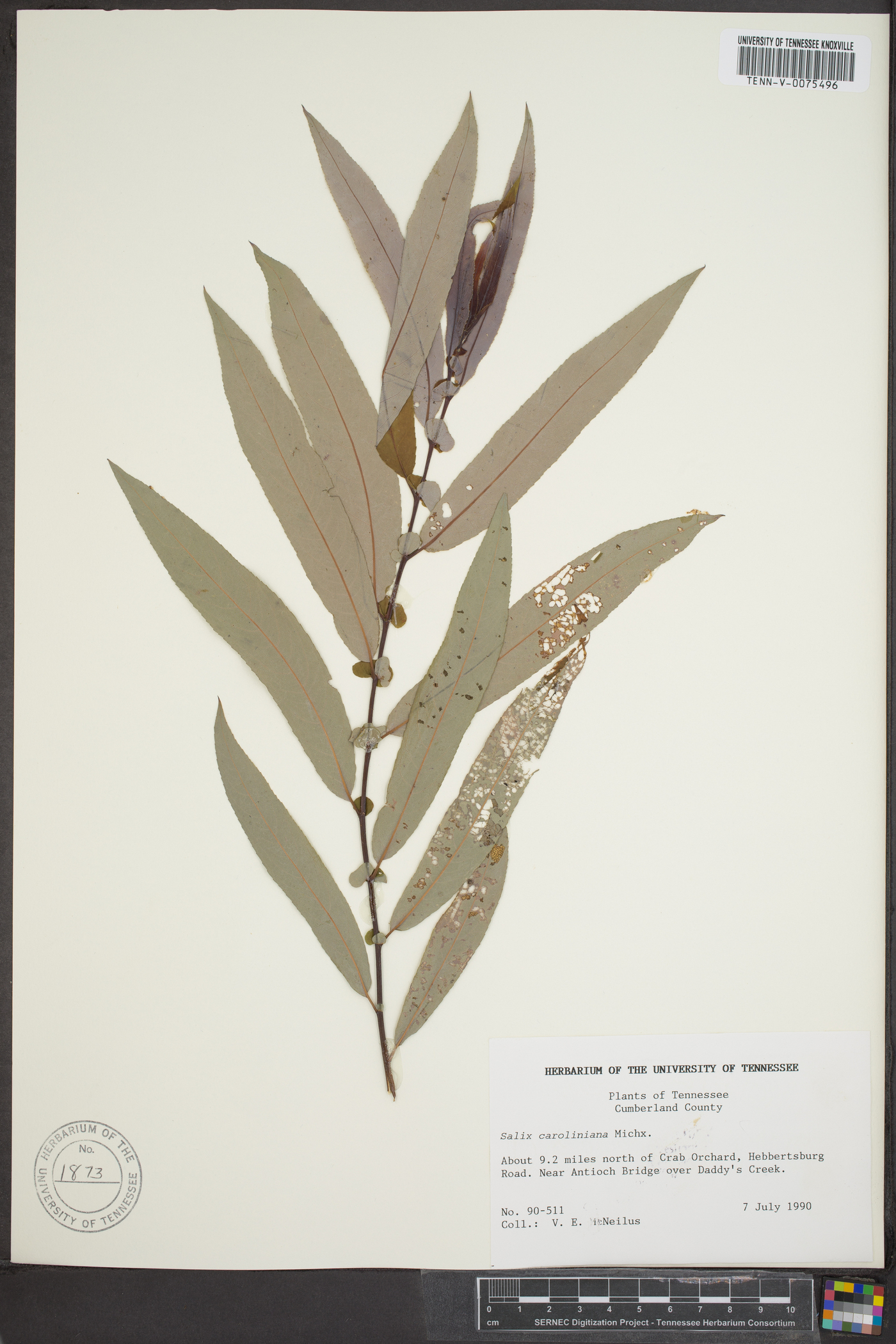 Salix caroliniana image